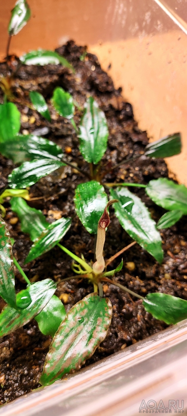 Cryptocoryne striolata (Криптокорина стриолата)