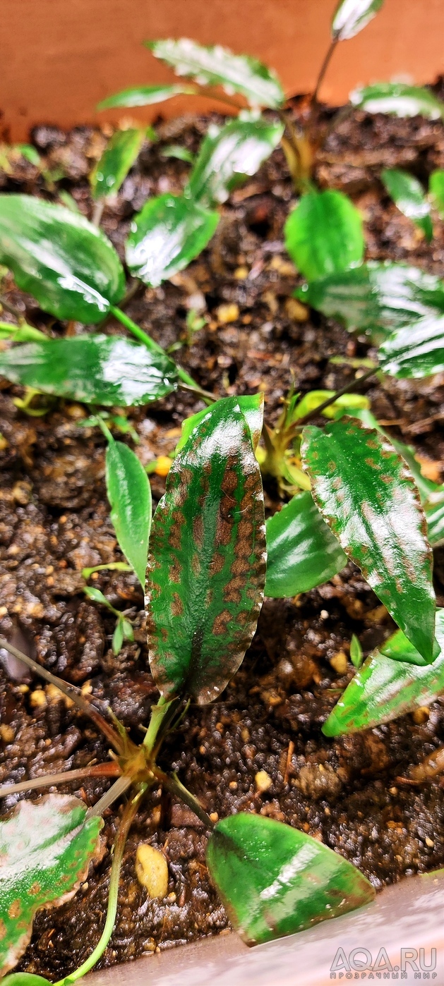 Cryptocoryne striolata (Криптокорина стриолата)