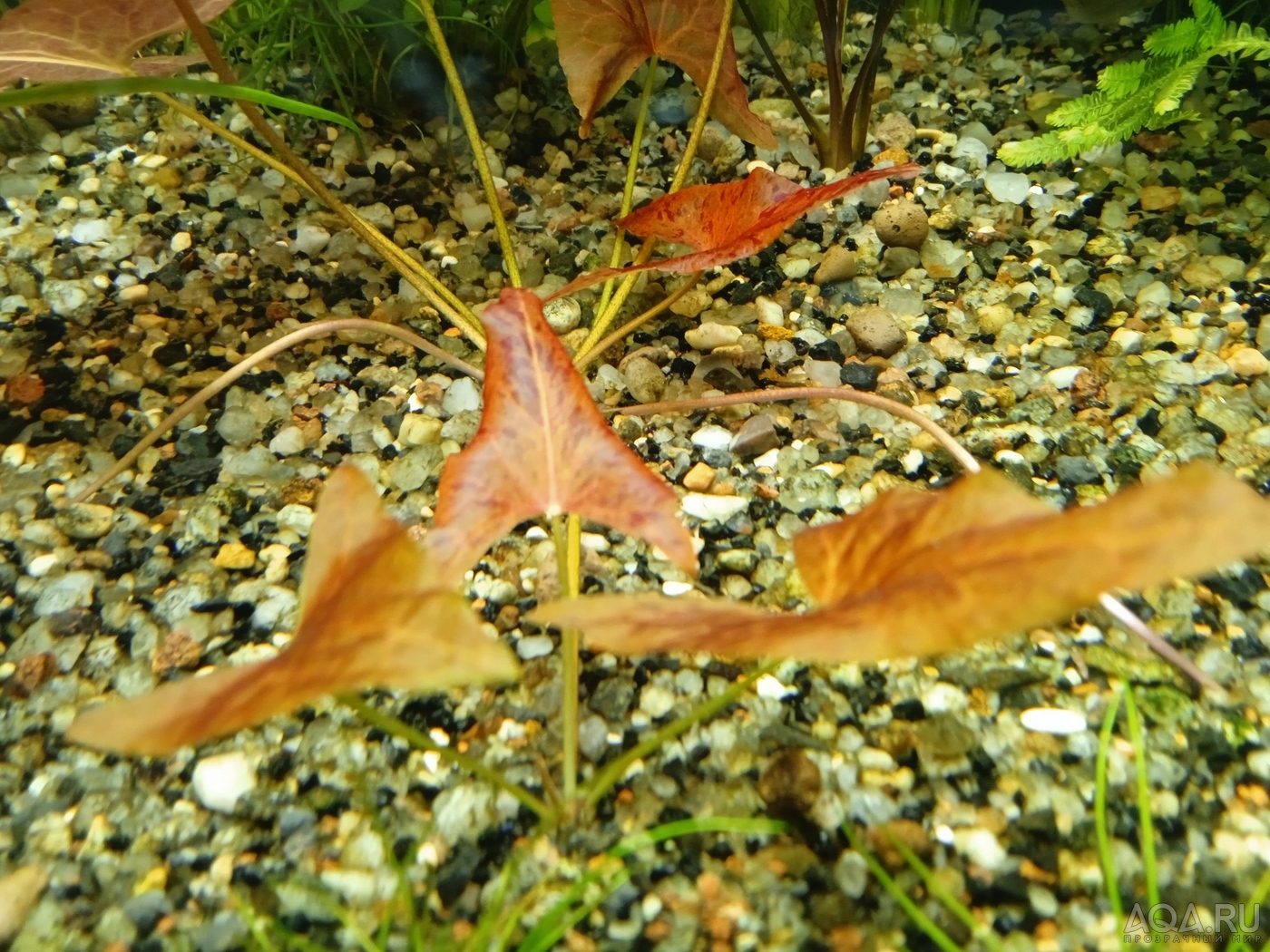 Nymphaea sp. "Red Dwarf" Tapajos