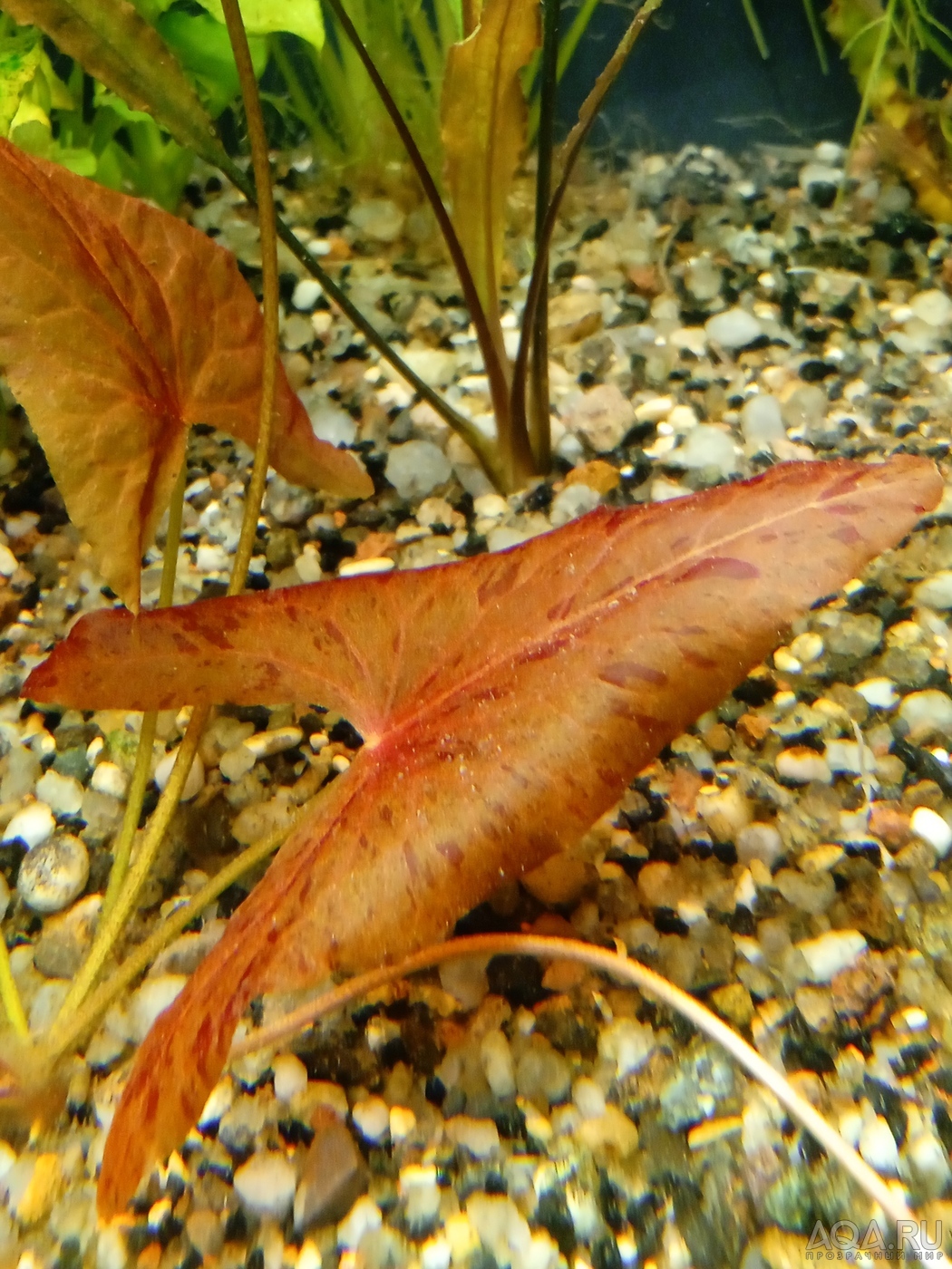 Nymphaea sp. "Red Dwarf" Tapajos