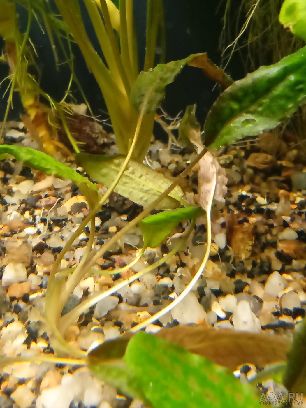 Cryptocoryne striolata (Криптокорина стриолата)