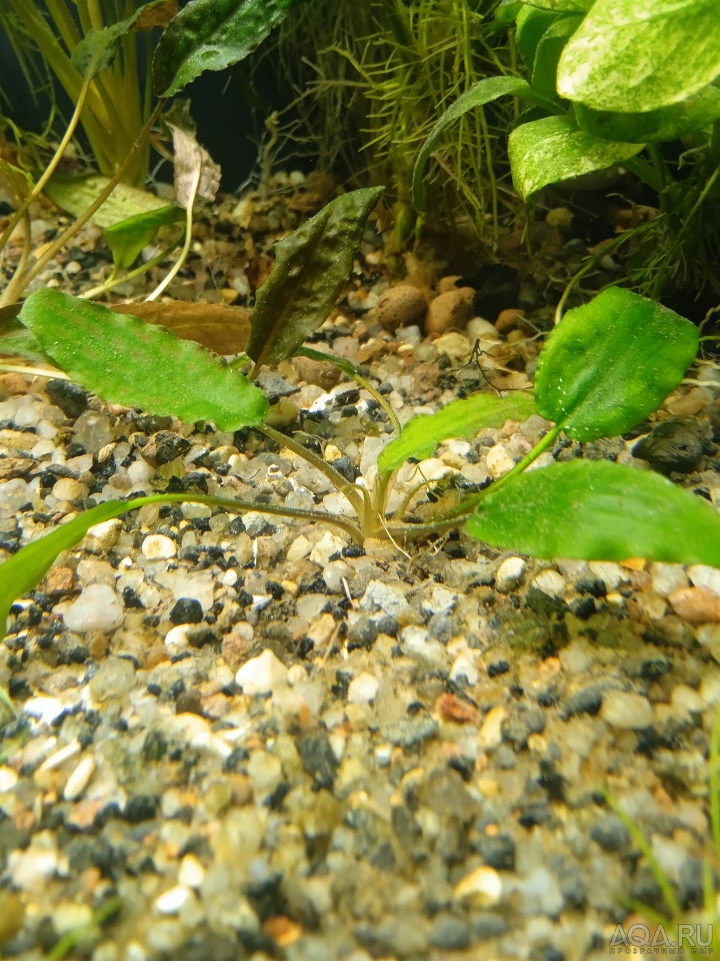 Cryptocoryne striolata (Криптокорина стриолата)