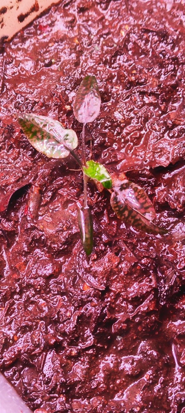 Cryptocoryne striolata (Криптокорина стриолата)