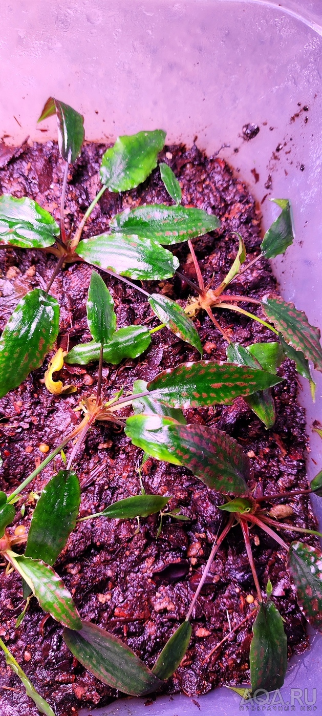 Cryptocoryne striolata (Криптокорина стриолата)