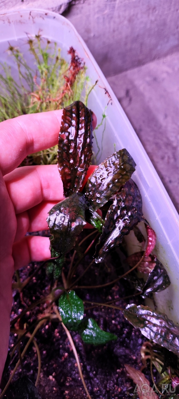 Cryptocoryne striolata (Криптокорина стриолата)