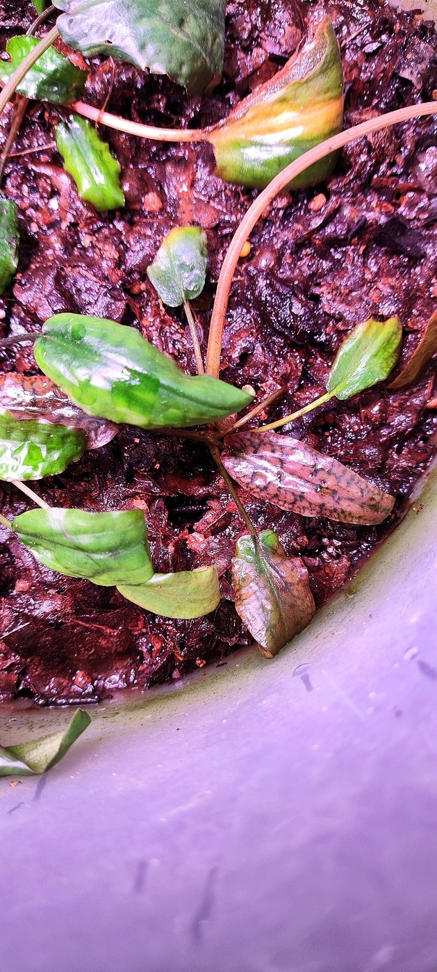 Cryptocoryne striolata (Криптокорина стриолата)