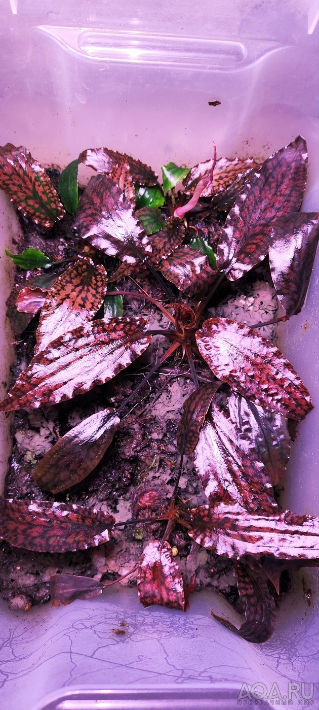 Cryptocoryne striolata (Криптокорина стриолата)