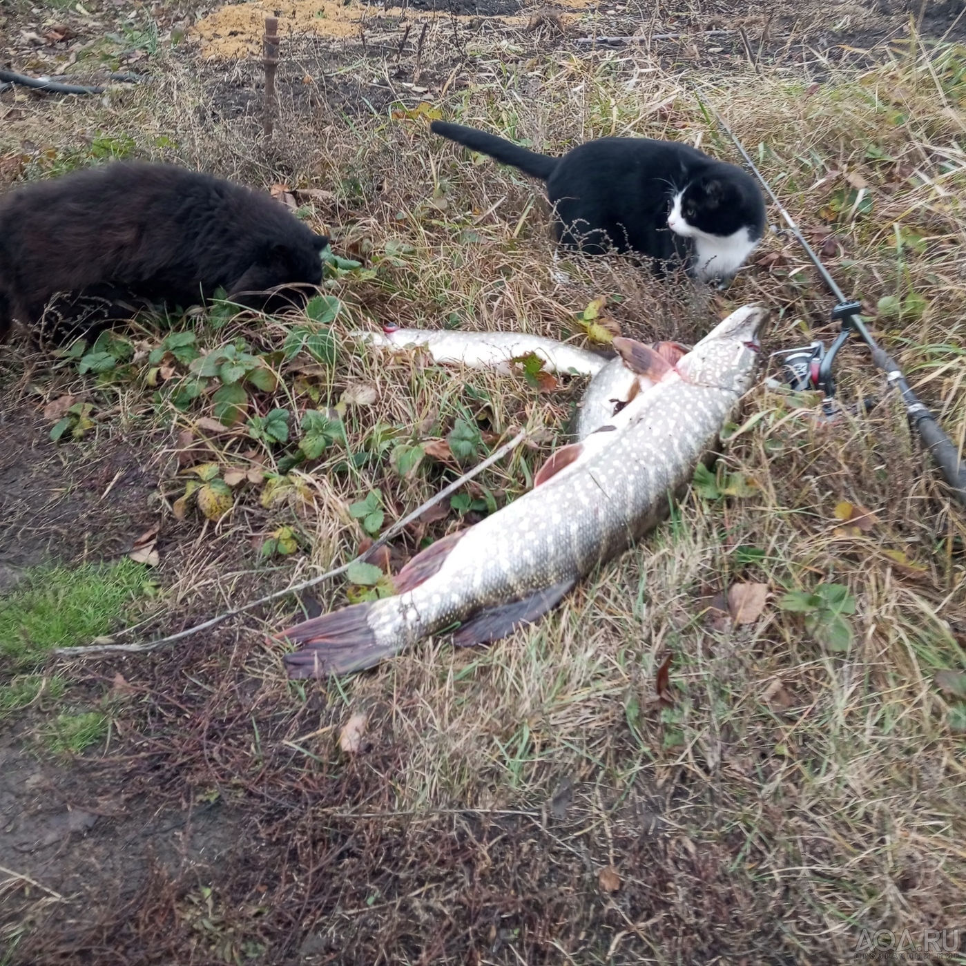 Котенки, кошки и коты нереальной красоты - просто любуемся...