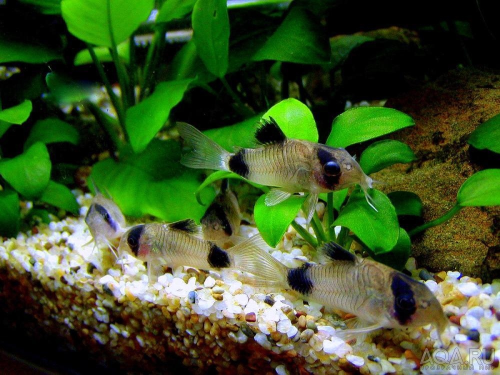 Corydoras panda