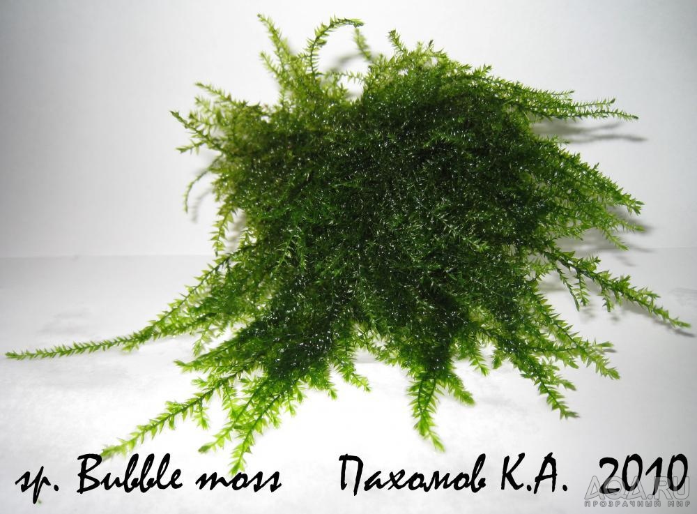 sp. Bubble moss