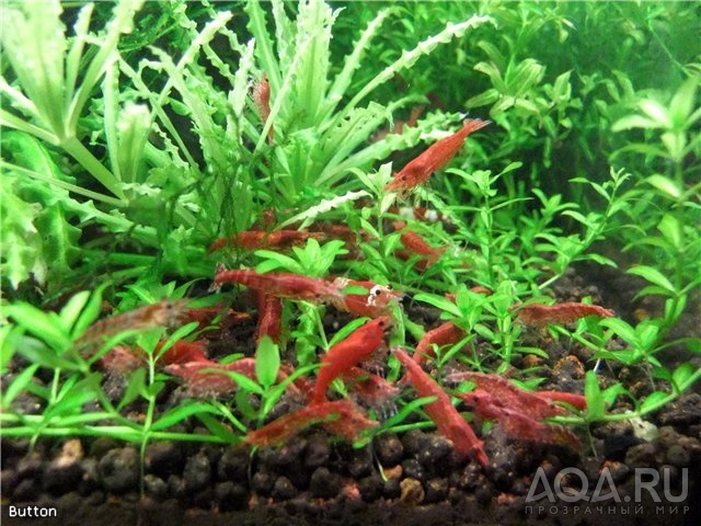 Вишни / Red Cherry Shrimps