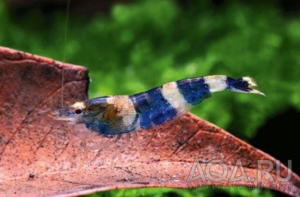 Crystal Shrimp Blue