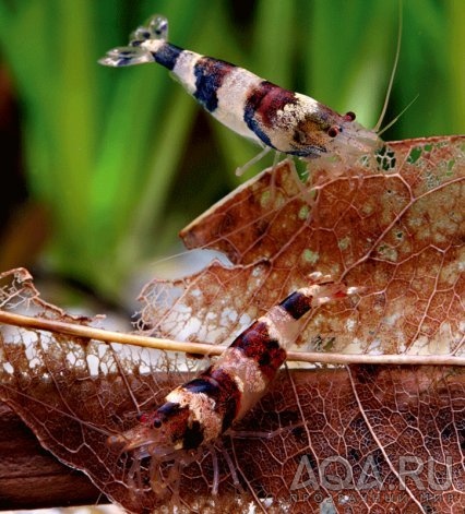 Crystal Shrimp brown