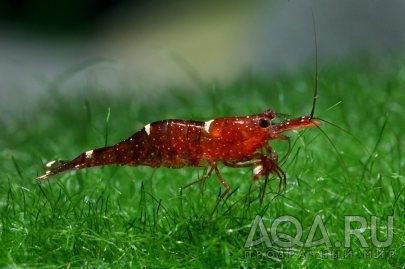 Orange Delight Shrimp