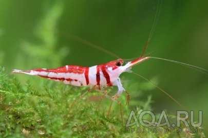 harlequin shrimp sulawesi