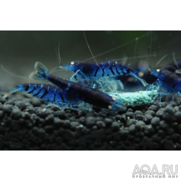 blue tiger shrimp