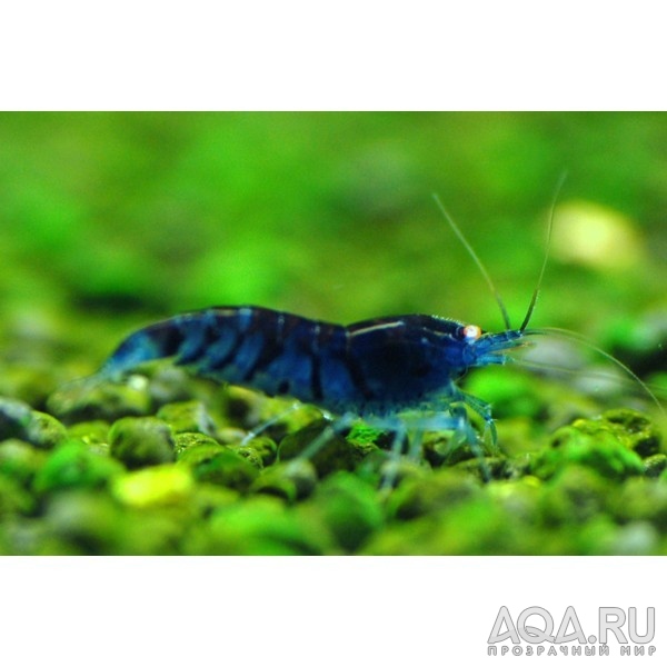 blue tiger shrimp