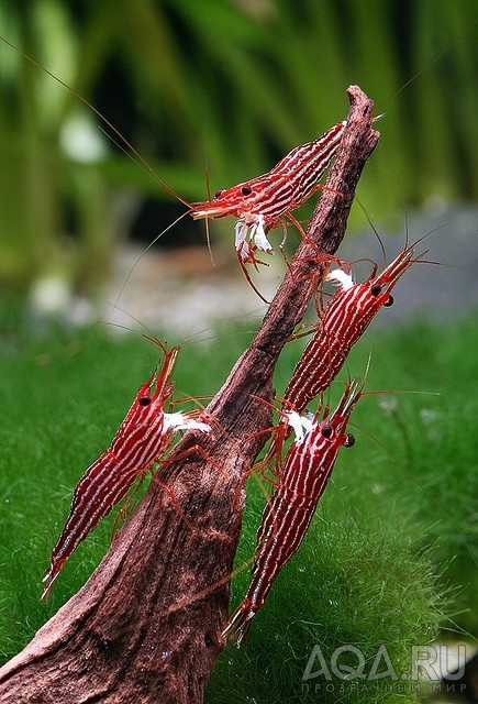 Caridina striata