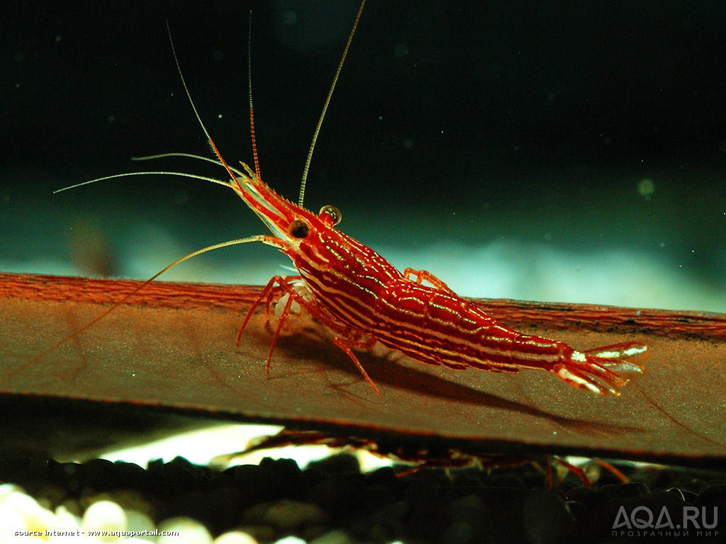 Caridina striata