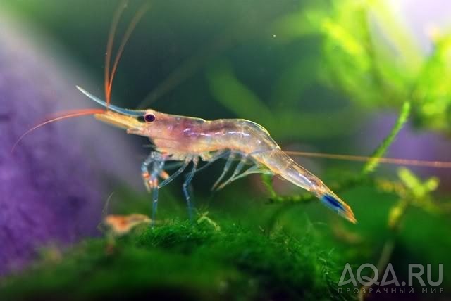 Blue Morph shrimp