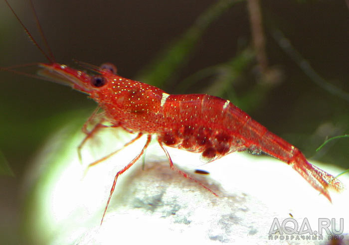 Orange Delight Shrimp