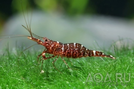 Caridina glaubrechti