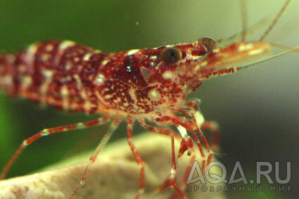 Caridina glaubrechti