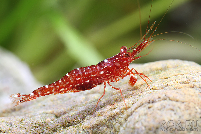 Caridina glaubrechti