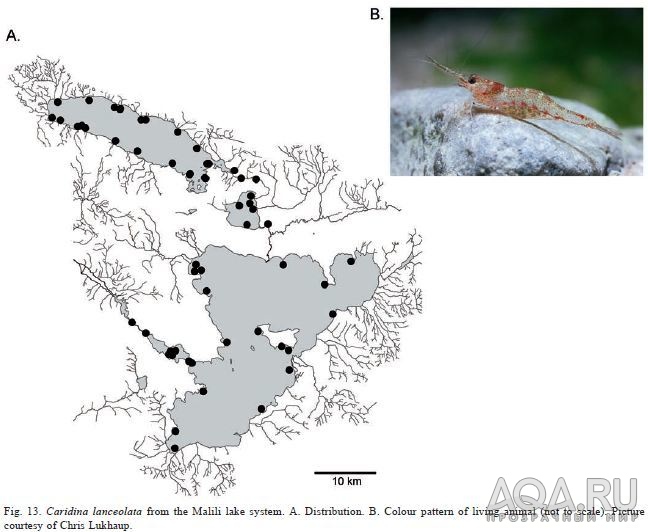 caridina lanceolata