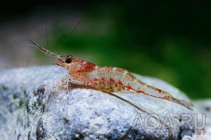 caridina lanceolata