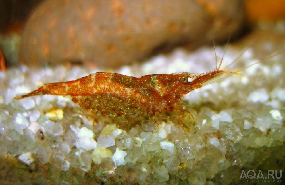 caridina lanceolata