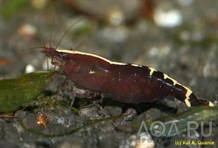 Caridina babaulti