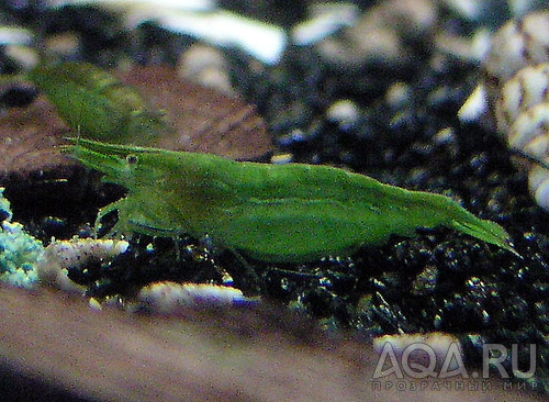 Caridina babaulti