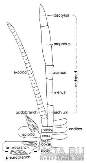 Paracaridina