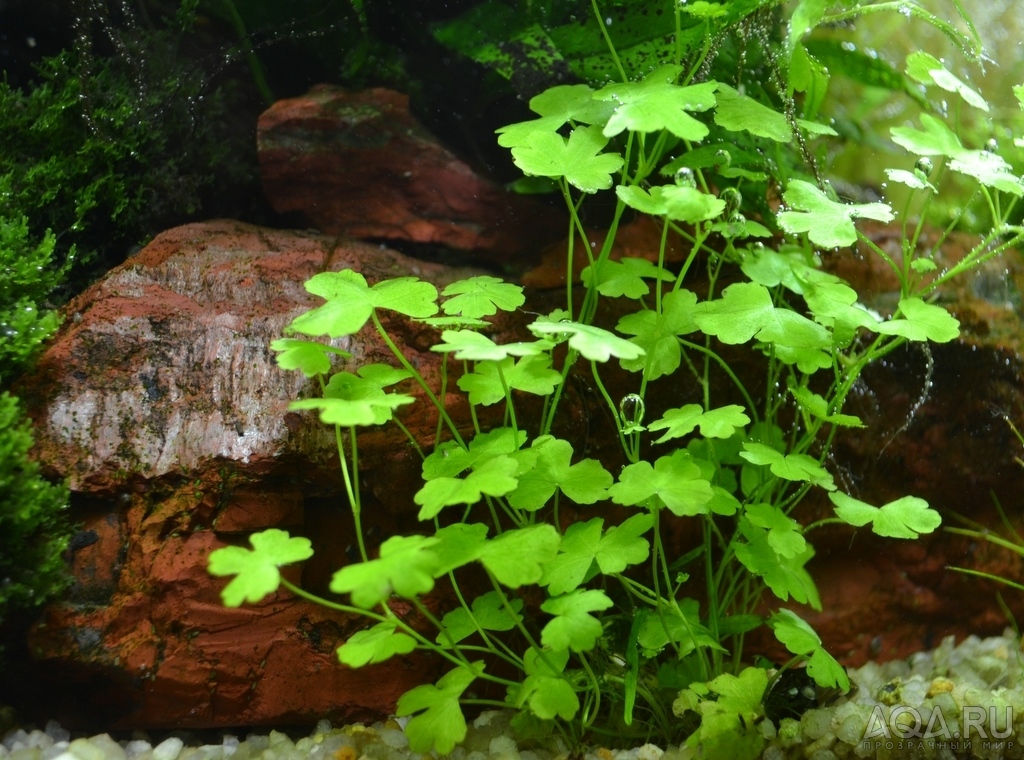 Hydrocotyle tripartita