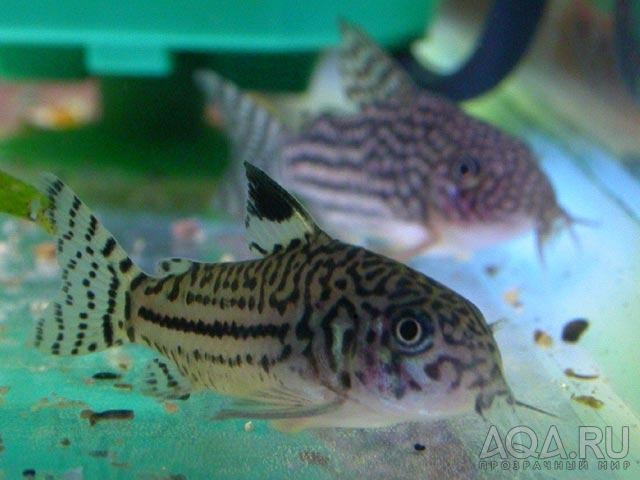 Corydoras trilineatus