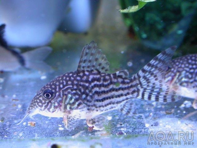 Corydoras sterbai