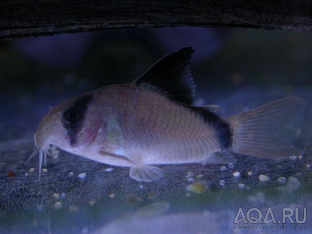 Corydoras metae