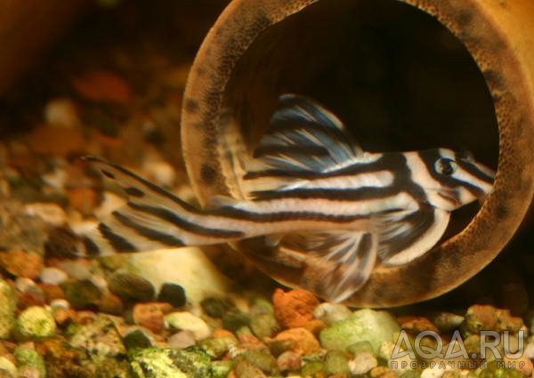 hypancistrus zebra L046 у домика