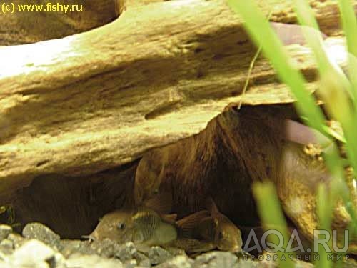 Corydoras aeneus - Сомик золотистый