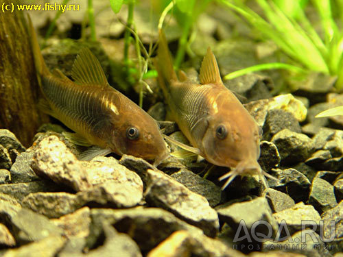 Corydoras aeneus. Сомик золотистый.