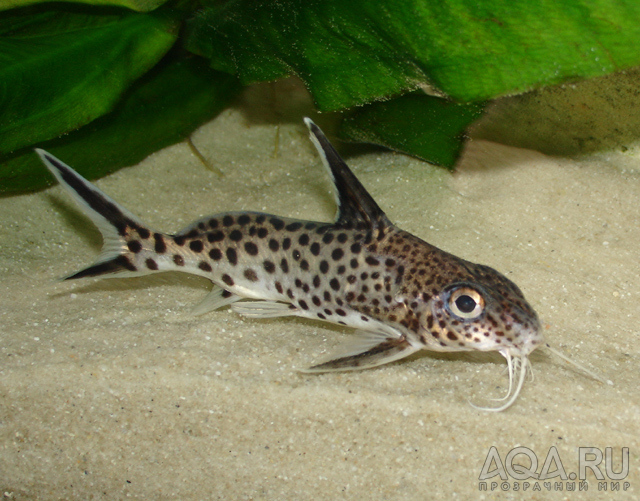 Synodontis multipunktatus.