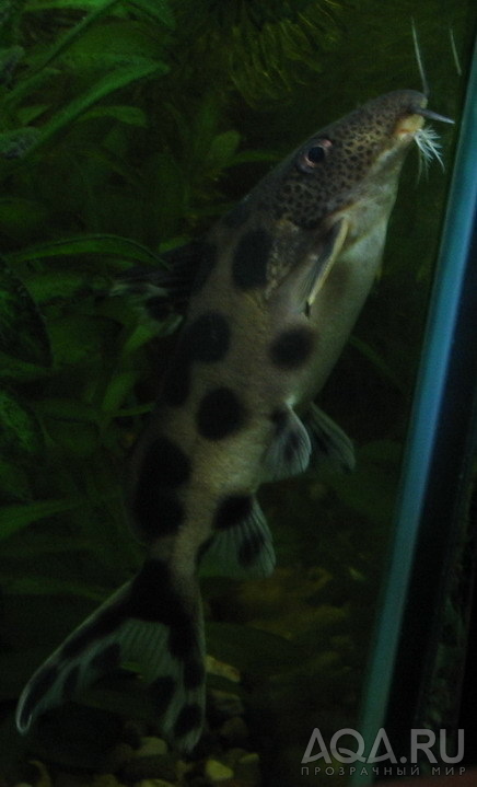 Synodontis Decorus Boulenger