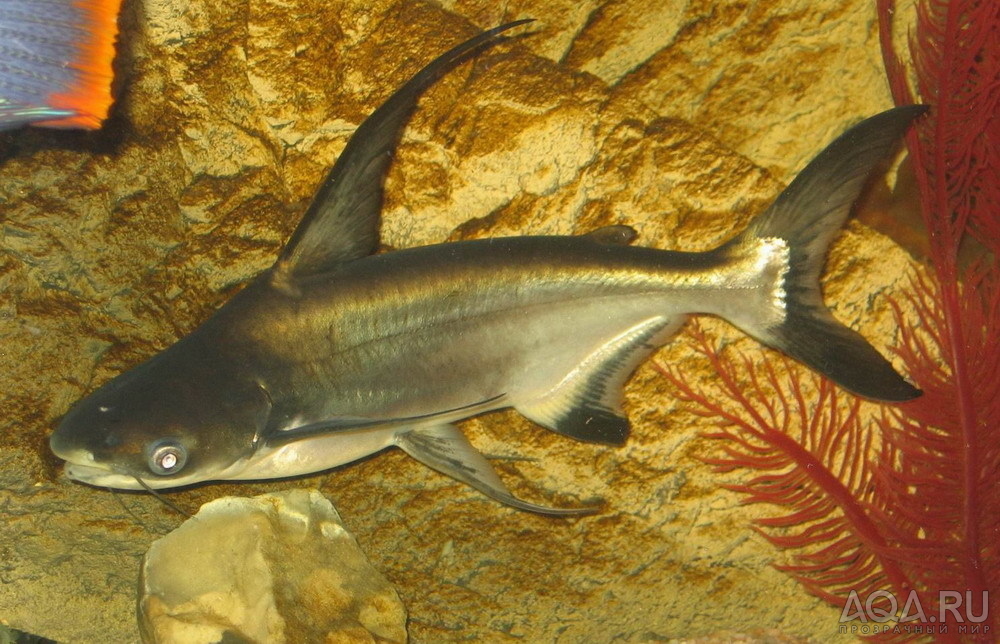 Pangasius sanitwongsei