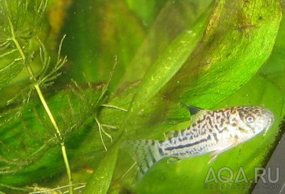 Corydoras julii? 2