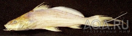 Propimelodus eigenmanni