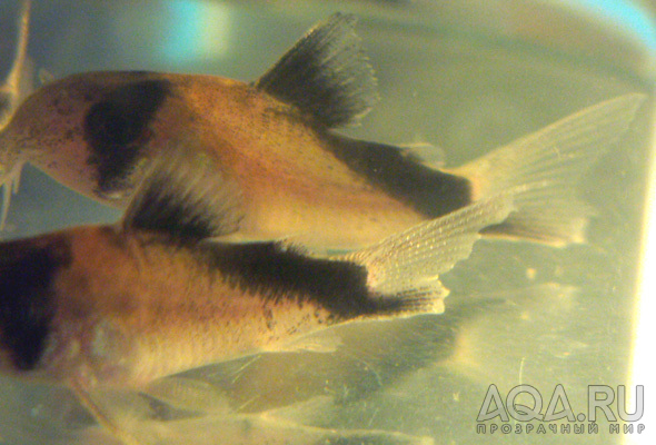 Corydoras davidsandsi