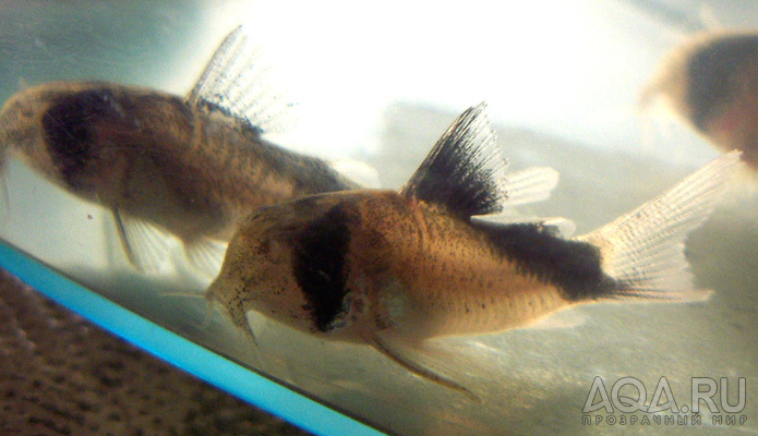 Corydoras davidsandsi