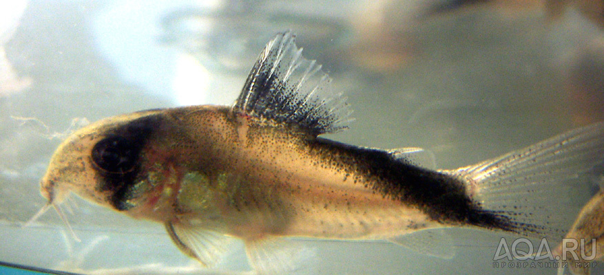 Corydoras davidsandsi