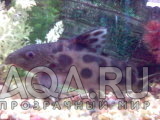 Synodontis Decorus